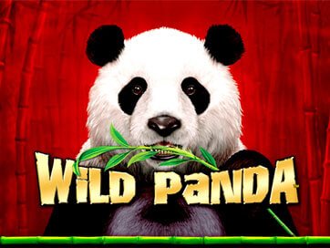 Wild Panda
